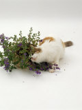 Domestic Cat, Tortoiseshell-And-White Rubbing Herself on Flowering Catmint / Catnip Prints by Jane Burton