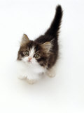 Looking Down on Domestic Cat, 7-Week Tabby and White Persian-Cross Kitten Looking Up Posters by Jane Burton
