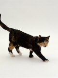 Domestic Cat, Polydactyl Tortoiseshell Showing Muscle Wastage and in Poor Condition Prints by Jane Burton