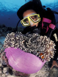 Diver with False Clown Anemonefish, in Anemone Poster von Jurgen Freund
