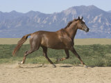 Oldenburg Horse Trotting, Colorado, USA Posters by Carol Walker