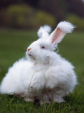 Domestic Angora Rabbit Affiches par Reinhard 