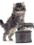 Domestic Kitten (Felis Catus) on Basket with Another Kitten Inside It Posters by Jane Burton