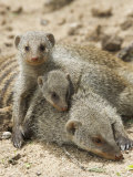Banded Mongoose and Young, Etosha National Park, Namibia Prints by Tony Heald