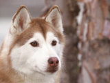 Siberian Husky Portrait, USA Affiches par Lynn M. Stone