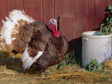 Bourbon Red Breed of Domestic Turkey, Male, USA Posters by Lynn M. Stone