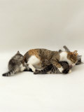 Domestic Cat, Holds Down 6-Week Kitten to Lick Her Clean, While Another Plays with Her Tail Pósters por Jane Burton Domestic Cat, Holds Down 6-Week Kitten to Lick Her Clean, While Another Plays with Her Tail Pósters por Jane Burton
