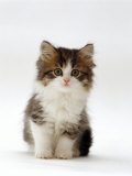 Domestic Cat, 7-Week Tabby and White Persian-Cross Kitten Láminas por Jane Burton