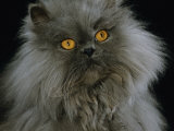 Domestic Cat, Blue Persian Longhair Posters by Jane Burton
