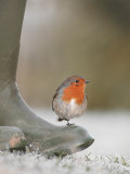 Robin Perched on Boot, UK Affiches par T.j. Rich