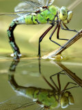 Female Emperor Dragonfly (Anax Imperator) Laying Eggs at the Edge of a Pond, Cornwall, UK Affiches par Ross Hoddinott