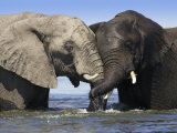 Two African Elephants Playing in River Chobe, Chobe National Park, Botswana Prints by Tony Heald