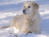 Golden Retriever Lying in Snow, USA Prints by Lynn M. Stone