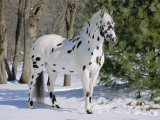 Appaloosa Horse in Snow, Illinois, USA Reprodukcje autor Lynn M. Stone Appaloosa Horse in Snow, Illinois, USA Reprodukcje autor Lynn M. Stone