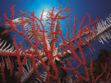 Featherstar, on Fan Coral Indo Pacific Photo by Jurgen Freund