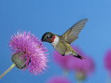 Ruby Throated Hummingbird, Feeding from Flower, USA Posters by Rolf Nussbaumer