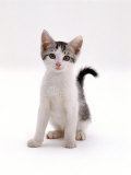 Domestic Cat, 4-Month Silver-And-White Kitten Posters par Jane Burton