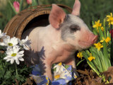 Lynn M. Stone - Domestic Piglet in Barrel, Mixed-Breed - Poster Lynn M. Stone - Domestic Piglet in Barrel, Mixed-Breed - Poster
