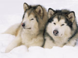 Two Alaskan Malamute Dogs, USA Julisteet tekijänä Lynn M. Stone Two Alaskan Malamute Dogs, USA Julisteet tekijänä Lynn M. Stone