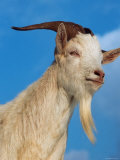 Reinhard - Domestic Goat Head Portrait, Europe - Reprodüksiyon