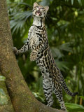 Ocelot (Felis / Leopardus Pardalis) Amazon Rainforest, Ecuador Affiches par Pete Oxford