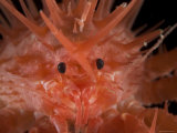 (Neolithodes Sp) a Benthic, Deep Sea Crab., Deep Sea Atlantic Ocean Posters by David Shale