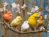 Five Canaries of Different Colours Posters by Reinhard 