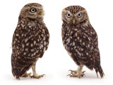 Pair of Little Owls Posters par Jane Burton