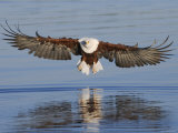 African Fish Eagle Fishing, Chobe National Park, Botswana Affiches par Tony Heald