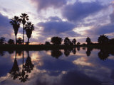 Palm Trees Silhouetted by Water at Sunset, Texas, USA Posters by Rolf Nussbaumer