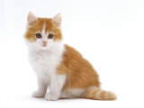 Domestic Cat, Red Bicolour Kitten Sitting Posters par Jane Burton