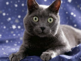 Domestic Cat, Portrait of Grey on Starry Material Affiches par Jane Burton