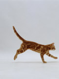 Domestic Cat, Red Tabby Kitten Running Profile Posters by Jane Burton