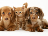 Miniature Long-Haired Dachshund Puppies with British Shorthair Red Tabby Kitten Posters by Jane Burton