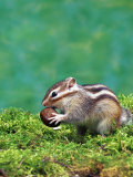 Siberian Chipmunk Prints by Steimer 