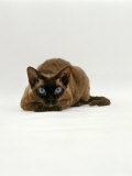 Domestic Cat, Seal Point Devon Si-Rex Lying on Floor Affiches par Jane Burton