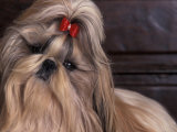 Shih Tzu Portrait with Hair Tied Up, Head Tilted to One Side Plakater av Adriano Bacchella Shih Tzu Portrait with Hair Tied Up, Head Tilted to One Side Plakater av Adriano Bacchella