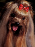 Yorkshire Terrier with Hair Tied up and Panting Póster por Adriano Bacchella Yorkshire Terrier with Hair Tied up and Panting Póster por Adriano Bacchella