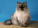 Colorpoint Persian Cat Poster par Petra Wegner