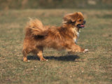 Tibetan Spaniel Running Photo by Adriano Bacchella