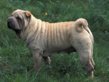 Shar Pei Standing in Grass Showing Wrinkles on Back Láminas por Adriano Bacchella Shar Pei Standing in Grass Showing Wrinkles on Back Láminas por Adriano Bacchella