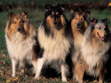 Domestic Dogs, Four Rough Collies Sitting Together Posters av Adriano Bacchella Domestic Dogs, Four Rough Collies Sitting Together Posters av Adriano Bacchella