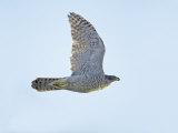Northern Goshawk (Accipiter Gentilis) Flying, Helsinki Finland, December Kunstdrucke von Markus Varesvuo