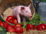 Domestic Piglet, in Bucket with Apples, Mixed Breed, USA Prints by Lynn M. Stone