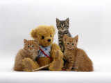 Domestic Cat, Two Ginger Kittens and a Tabby with Ginger Teddy Bear Posters by Jane Burton