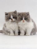Domestic Cat, 9-Week, Blue Bicolour Persian Kittens Posters par Jane Burton