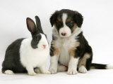 Tricolour Border Collie Puppy with Blue Dutch Rabbit Kunstdrucke von Jane Burton