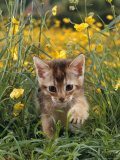 Domestic Cat, 6-Week, Abyssinian Kitten Walking in Grass with Buttercups Posters by Jane Burton