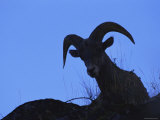 Bighorn Sheep, Silhouette of Ram, Yellowstone National Park, Wyoming, USA Posters by Niall Benvie