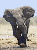 African Elephant, Charging, Etosha National Park, Namibia Affiche par Tony Heald